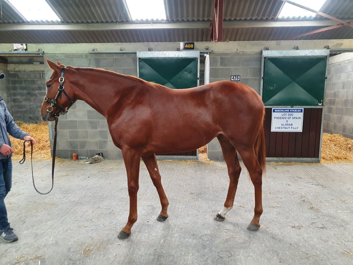 ✨Very smart filly by Phoenix of Spain on offer this Wednesday at @tatts_ireland lot 300✨ Stabled in Barn L407✨ @CM_Walsh <a href="/HorseCare_ie/">HorseCare</a>