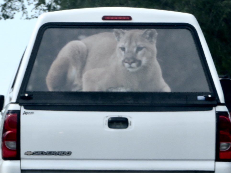 hapandcarol's tweet photo. #HAPPINESS is following a vehicle with an unusual picture in the back window. Looks like the large animal is ready to jump right on to our car. #bigcat #vehicle #backwindow https://t.co/7FkJr4MisU