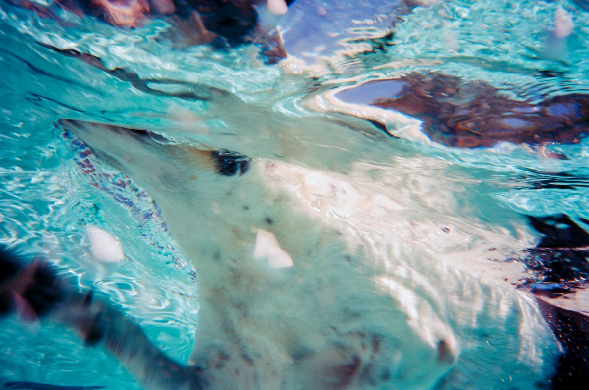 dog days underwater #CanonAS6 #Ektar100