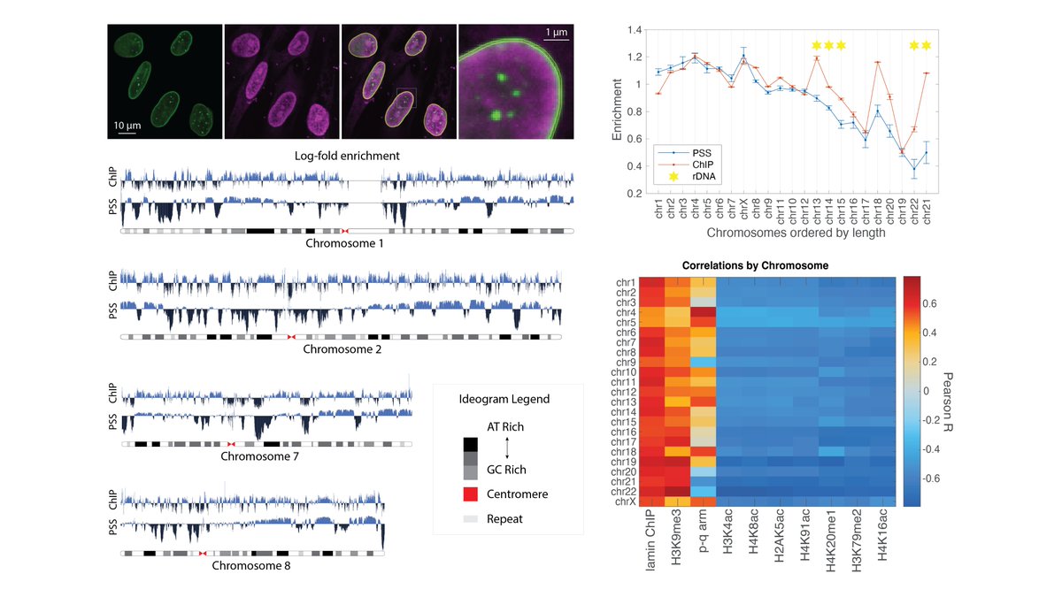 s_mangiameli's tweet photo. We are especially excited to see PSS applied in subcellular regions. We selectively sequenced DNA at the nuclear periphery (key organizing region). We compare the results to Lamin B1 ChIP-seq data to identify general features of DNA sequences that localize to this region (9/9). https://t.co/F4pn3bsomX