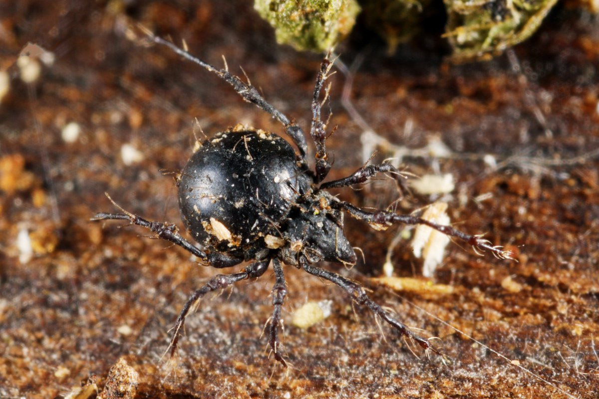 Natur_in_NRW's tweet photo. Von diesen winzigen (ca. 2 mm) Horn- oder Moosmilben (Damaeus cf. onustus) sollen Tausende in einem m² Boden leben. Sie zerkleinern Pilze und abgestorbene Pflanzenreste.

#artenvielfalt #nature #Hornmilben #Oribatida #Milben #Acari #Spinnentiere #Arachnida #TwitterNatureCommunity https://t.co/tWp7NfdbWd