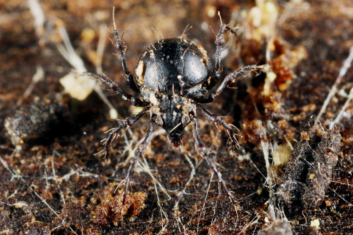 Von diesen winzigen (ca. 2 mm) Horn- oder Moosmilben (Damaeus cf. onustus) sollen Tausende in einem m² Boden leben. Sie zerkleinern Pilze und abgestorbene Pflanzenreste.

#artenvielfalt #nature #Hornmilben #Oribatida #Milben #Acari #Spinnentiere #Arachnida #TwitterNatureCommunity