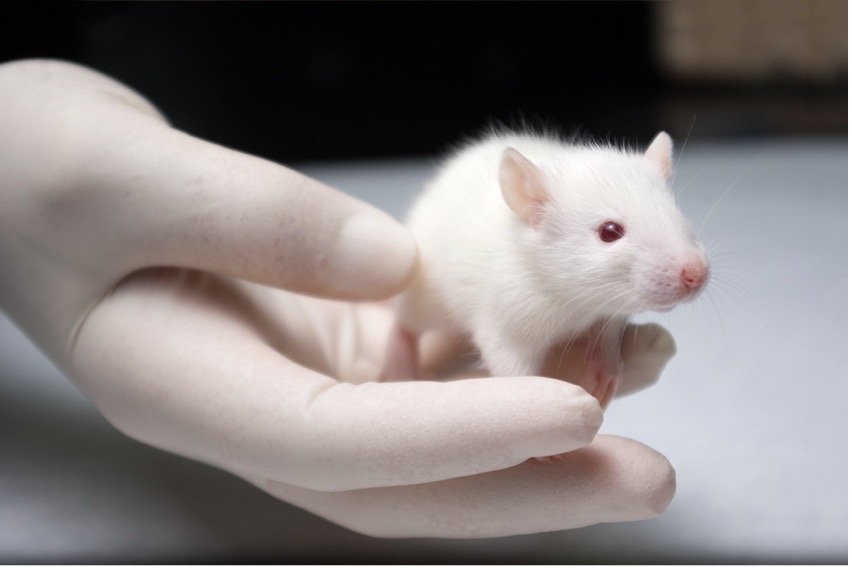 NEIDirector's tweet photo. Recent meta-analysis of mouse studies for wet #AMD:

Most research uses young male mice, despite the fact that AMD is an aging disease that affects slightly more women than men…

@BjJessing @AarhusUni_int

@ARVOiovs paper: https://t.co/xYkEvaGzGa https://t.co/S4n5YafU3J