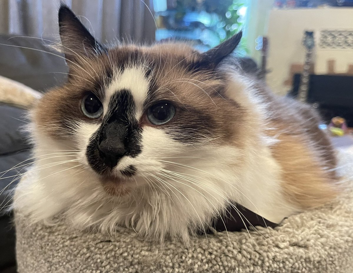 Andrea56822453's tweet photo. Good morning and happy #KittyLoafMonday friends! It’s going to be another cloudy day so I’m going to do my baking from bed today! Have a happy new week! ❤️Badger❤️
#CatsOfTwitter #cats #Hedgewatch https://t.co/rBHCH98df5