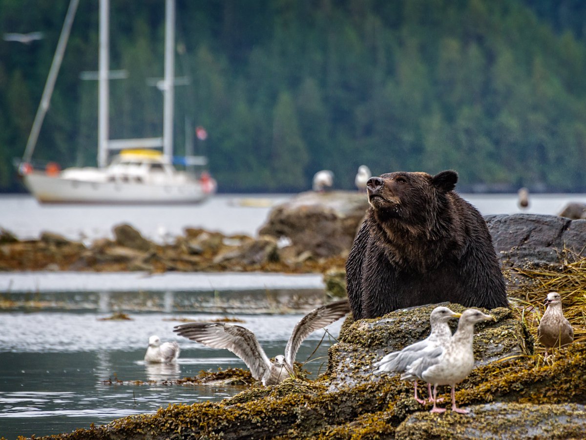 Wilderness Tourism Association (@wtaofbc) on Twitter photo Join in on one of the many learning journey's offered by WTA members this fall. Explore tidal estuaries for grizzlies, encounter the massive blows of humpback whales, or sit quietly at the edge of a remote salmon spawning stream.
π·: <a href="/Bluewater_BC/">Bluewater Adventures</a>
#ExploreBC Join in on one of the many learning journey's offered by WTA members this fall. Explore tidal estuaries for grizzlies, encounter the massive blows of humpback whales, or sit quietly at the edge of a remote salmon spawning stream.
π·: <a href="/Bluewater_BC/">Bluewater Adventures</a>
#ExploreBC