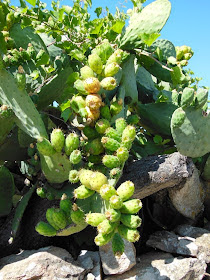 LatorreMendez's tweet photo. #Estatarde de #merienda, #higos #chumbos, mis amigos de #Mérida tienen chumberas y muchos ya están en su punto, en #Canarias son conocidos como #tunos y la #planta #tuneras. Su origen #Mexicano, #nopal, #penca, variedades desde los #amarillos, #verdes, #morados, mis preferidos https://t.co/mD6WjlfaEA