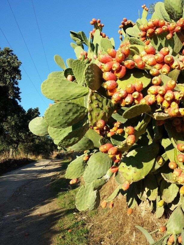 LatorreMendez's tweet photo. #Estatarde de #merienda, #higos #chumbos, mis amigos de #Mérida tienen chumberas y muchos ya están en su punto, en #Canarias son conocidos como #tunos y la #planta #tuneras. Su origen #Mexicano, #nopal, #penca, variedades desde los #amarillos, #verdes, #morados, mis preferidos https://t.co/mD6WjlfaEA
