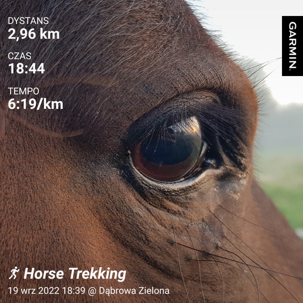 MarcinPietrusz9's tweet photo. Obaj jesteśmy dość okrągli więc czas się zabrać za siebie 🤭🔥🐴🏃♂️ #garmin #beatyesterday #running #horstrekking #horses #koń #hucuł #Bilon https://t.co/SJirmSIYCU