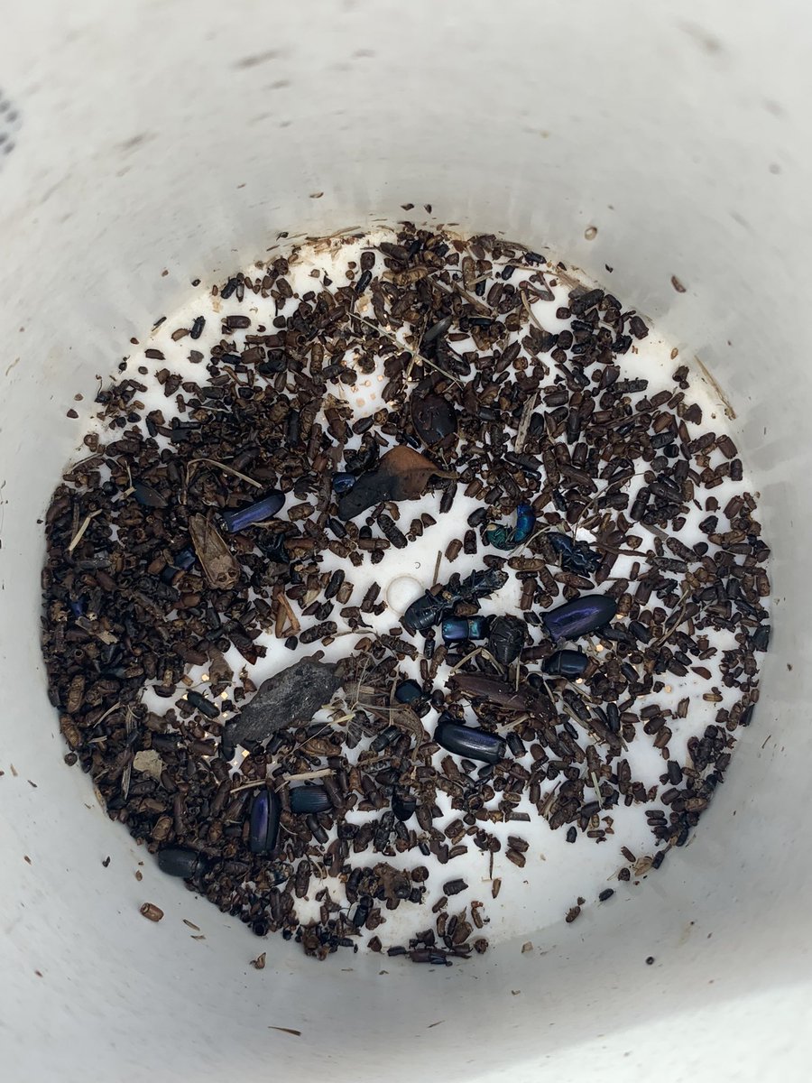 NativeBirdBoxes's tweet photo. A busy day working routine Pine Boring Beetle traps for clients!  This is the same preventative maintenance as you would termites at your home!  #preventative #notreactive #pine #pinetree #golf #florida @NativeBirdBoxes https://t.co/Bl2dxVP3kL