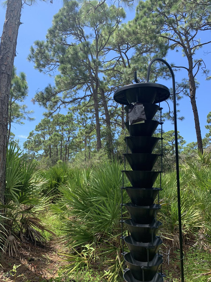 NativeBirdBoxes's tweet photo. A busy day working routine Pine Boring Beetle traps for clients!  This is the same preventative maintenance as you would termites at your home!  #preventative #notreactive #pine #pinetree #golf #florida @NativeBirdBoxes https://t.co/Bl2dxVP3kL