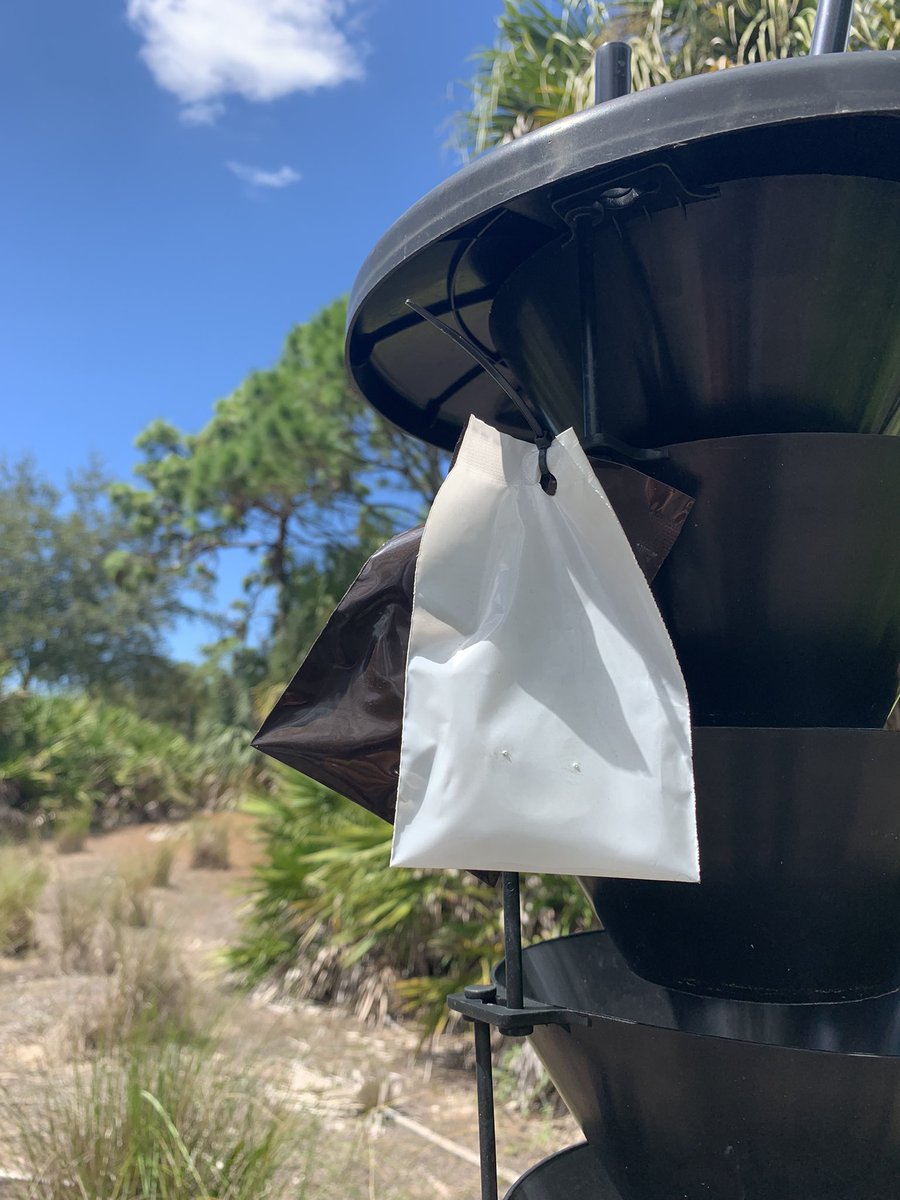 NativeBirdBoxes's tweet photo. A busy day working routine Pine Boring Beetle traps for clients!  This is the same preventative maintenance as you would termites at your home!  #preventative #notreactive #pine #pinetree #golf #florida @NativeBirdBoxes https://t.co/Bl2dxVP3kL