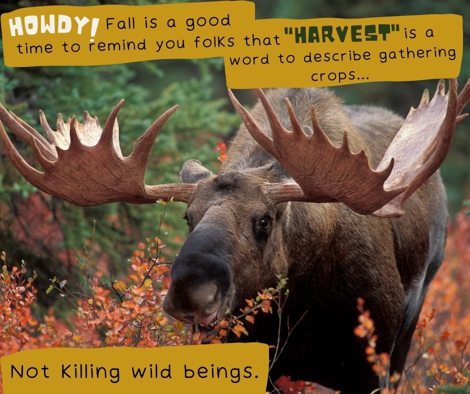 Using “harvest” to describe hunting not only softens the act of taking a life, but also implies that the animal killed is only valuable as a commodity - one that humans are entitled to. #harvest #wildlifeforall #wildlife #wildlifeconservation #wildlifemanagement