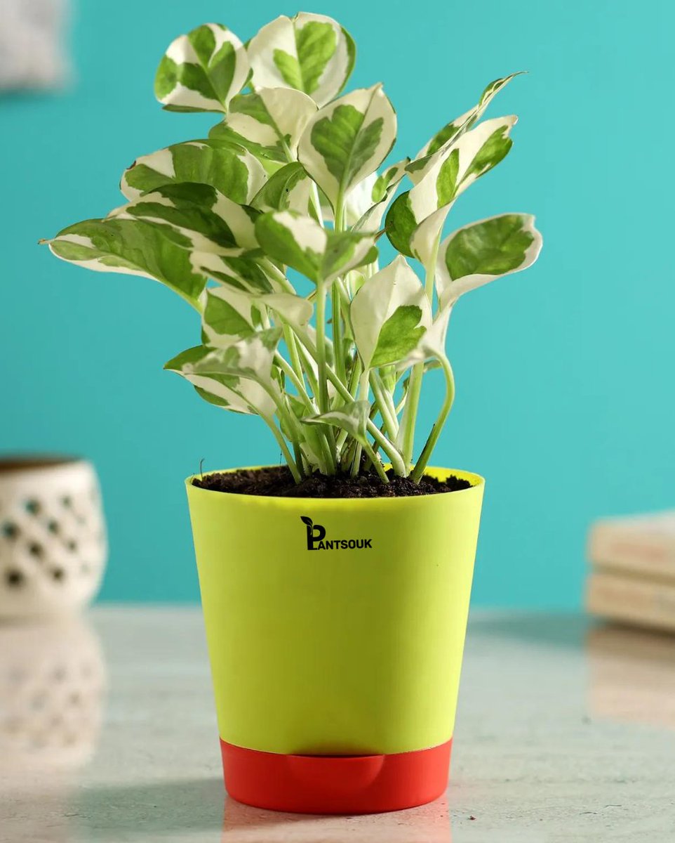 plantsouk's tweet photo. PLANTSOUK -Good Luck Money Plant N' Joy with Self Watering Pot

.
.
.
.
BUY NOW - https://t.co/jzPWee1FJc
.
.
.#plantsouk #plantstore #india #nursery #plantnursery #liveplants #indoorplants #outdoorplants #selfwateringpots https://t.co/RtMd797gAg
