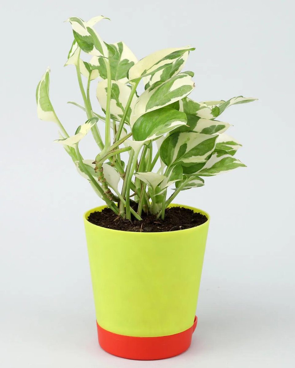 plantsouk's tweet photo. PLANTSOUK -Good Luck Money Plant N' Joy with Self Watering Pot

.
.
.
.
BUY NOW - https://t.co/jzPWee1FJc
.
.
.#plantsouk #plantstore #india #nursery #plantnursery #liveplants #indoorplants #outdoorplants #selfwateringpots https://t.co/RtMd797gAg