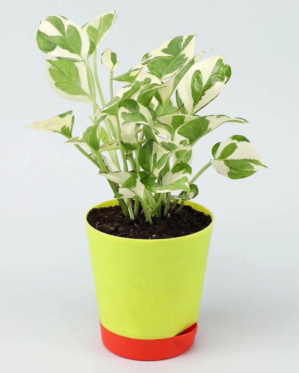 plantsouk's tweet photo. PLANTSOUK -Good Luck Money Plant N' Joy with Self Watering Pot

.
.
.
.
BUY NOW - https://t.co/jzPWee1FJc
.
.
.#plantsouk #plantstore #india #nursery #plantnursery #liveplants #indoorplants #outdoorplants #selfwateringpots https://t.co/RtMd797gAg