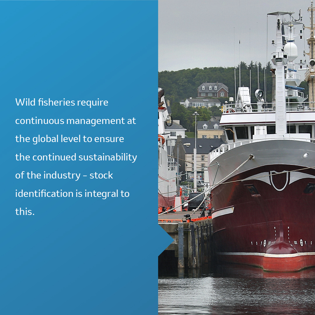 DNATraceBack's tweet photo. We are excited to attend the ICES Annual Science Conference and share with attendees how we can address the global need for sustainable food production and marine conservation through genomic fisheries stock identification &amp; research. https://t.co/ZS8W1U5m9T https://t.co/tVzD2SSiaP