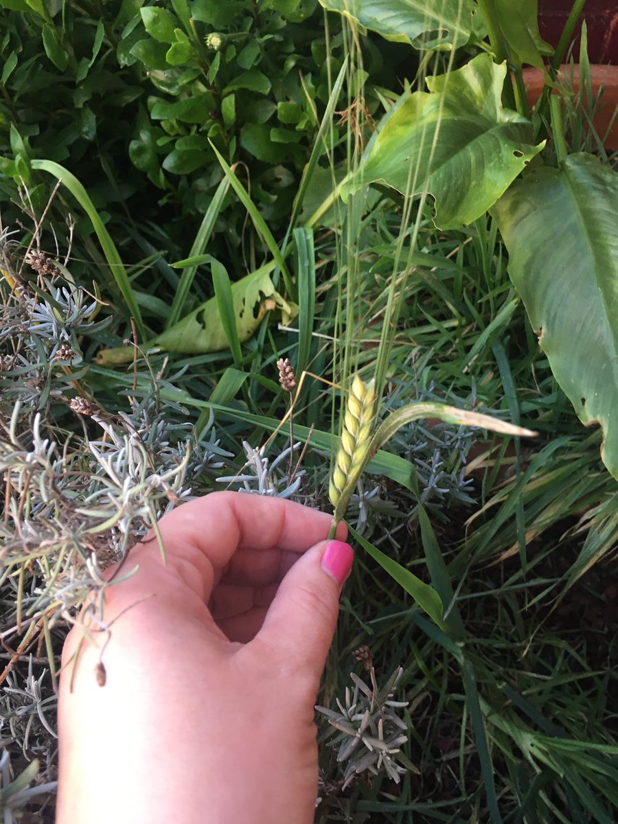 Not been able to do any gardening for 6 weeks. Looks like all those seeds the birds threw out the bird feeder earlier in the year. Well now apparently I’m growing a crop. 😳