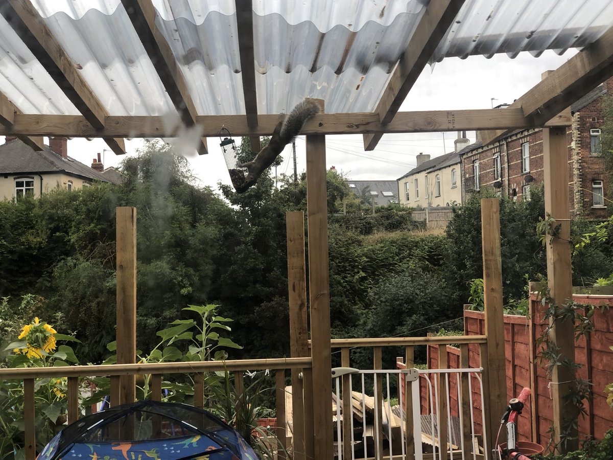 AndyAtkinsonorg's tweet photo. @bbcwildlifemag  Today we had a a visiter as breakfast and tea time. https://t.co/BF6KcXbNii