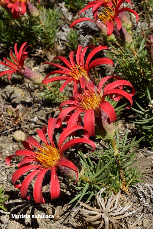 basakGR's tweet photo. Dazzling Daisies - https://t.co/bA9YJ4dsHZ https://t.co/LSAadoRcBi