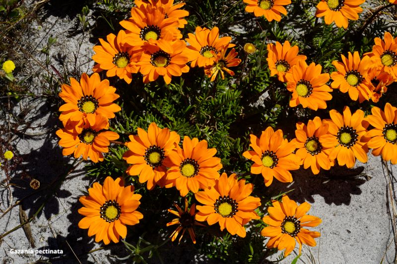 basakGR's tweet photo. Dazzling Daisies - https://t.co/bA9YJ4dsHZ https://t.co/LSAadoRcBi