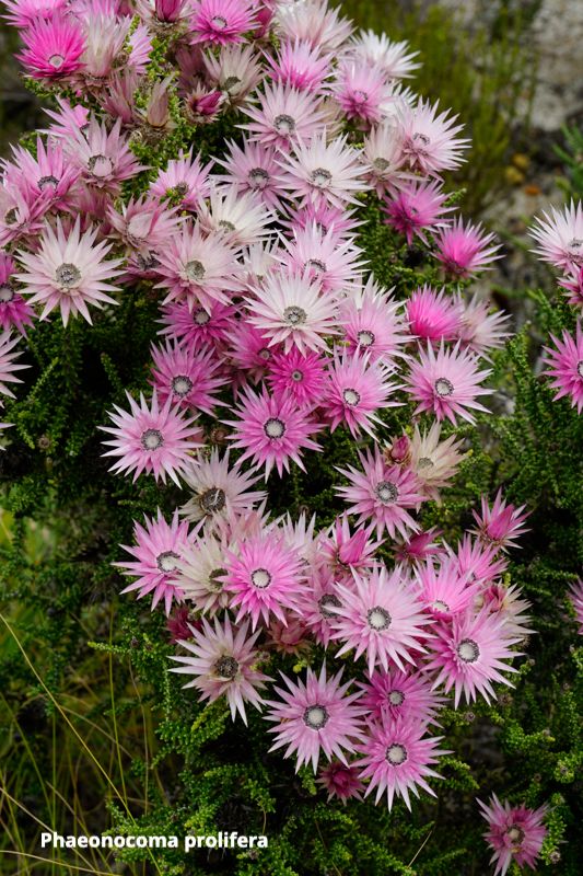 basakGR's tweet photo. Dazzling Daisies - https://t.co/bA9YJ4dsHZ https://t.co/LSAadoRcBi