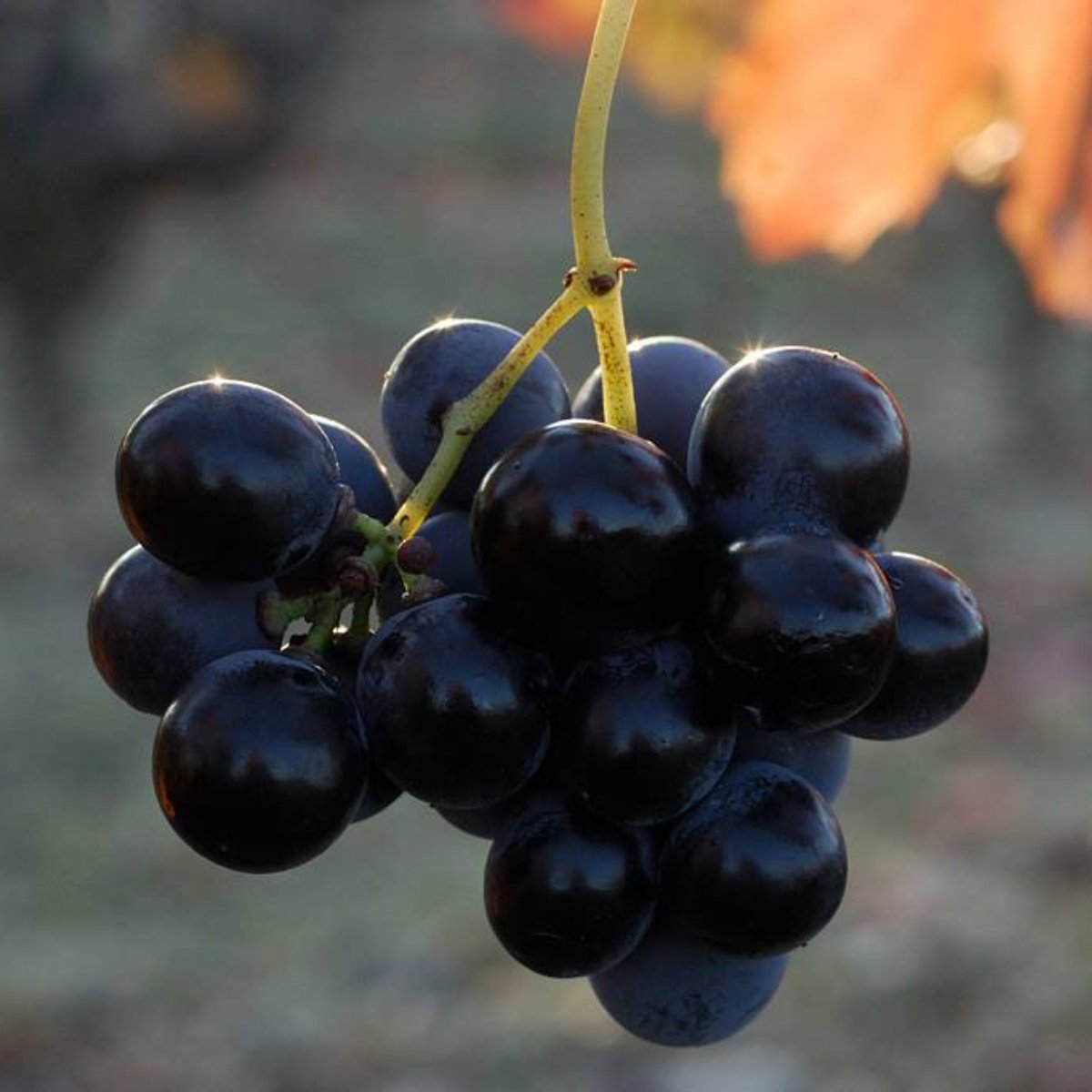 RedFoxWinery's tweet photo. What a grape way to spend your Monday! Come see us. https://t.co/7kLBD530k9