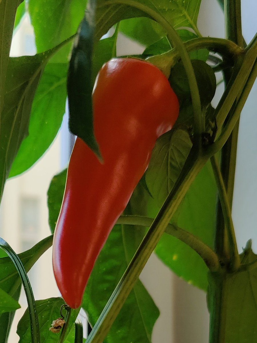 Unsere Büropaprika am Freitag und heute.