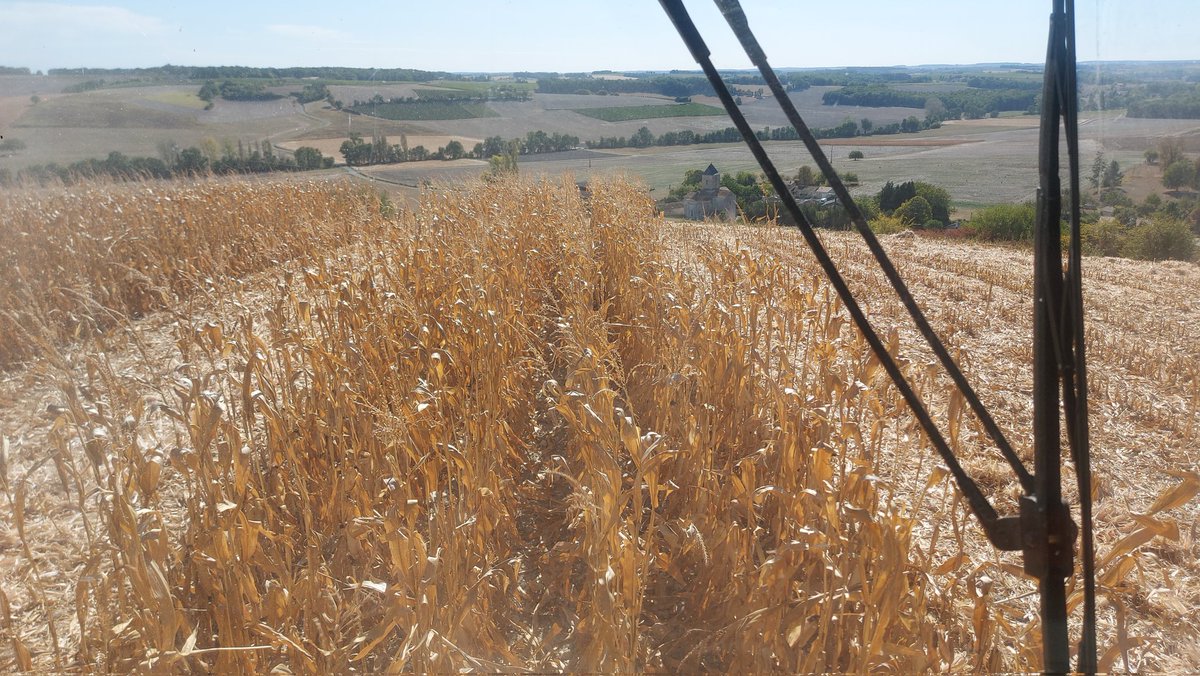 Malgré son exposition en sommet de colline (qui donne une superbe vue sur le secteur) cette parcelle de <a href="/DEKALB_FR/">DEKALB-FieldView by Bayer France</a> DK4598 fera parti du podium en rendement, comme tout les ans.