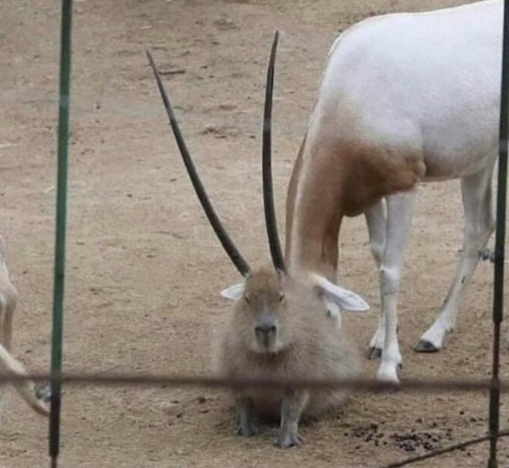 CAPYBARA_MAN's tweet photo. the rare ‘horned’ capybara https://t.co/RN4RfXsSS3
