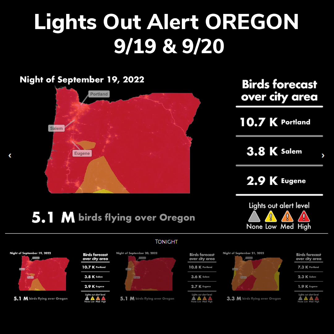 BirdAllianceOR's tweet image. 5.1 million birds will be passing through Oregon skies tonight &amp;amp; tomorrow night! Please go lights out to help them on their journey. Light Pollution drowns out stars that migrating birds use to navigate &amp;amp; lures them into cities where they are at risk of colliding with windows.