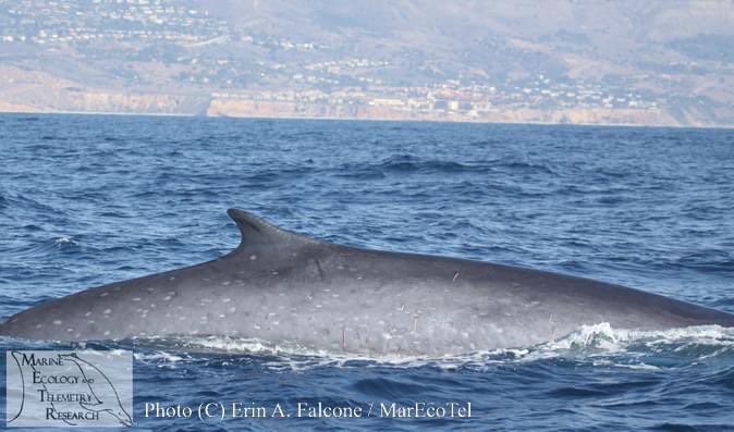 New paper on #finwhales in the #CaliforniaCurrent published in Mammalian Biology. Head on over to our website for the paper!
