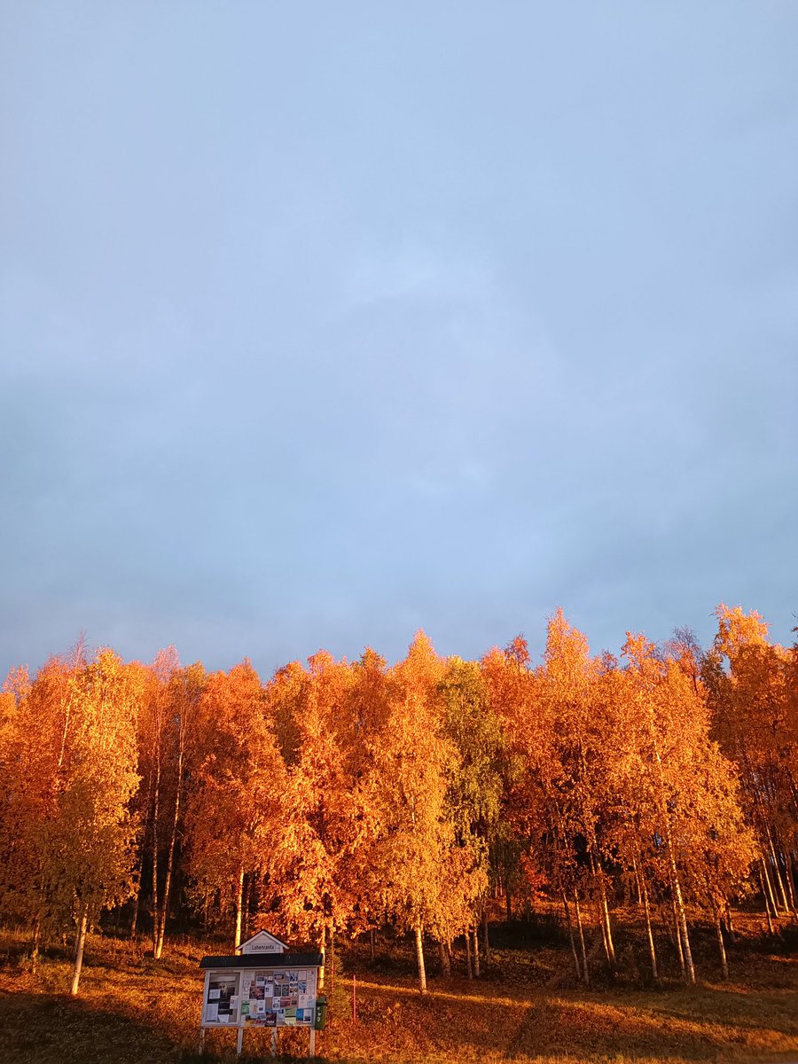 EnbuskaLaura's tweet photo. Onneksi lähdin tänään, pitkän työpäivän päätteeksi, ulos. Uskomattoman upea valo,varjo, hohde, ruska, sateenkaari, taivas. Ja sanoinko jo: ruska. Nämä hetket elämässä on parhaita; hämmästellä vain. Ei tarvi miettiä sen kummempia. 🫶 #muonionkunta #happybynature #munlappi #ruska https://t.co/2O39V47Nkq