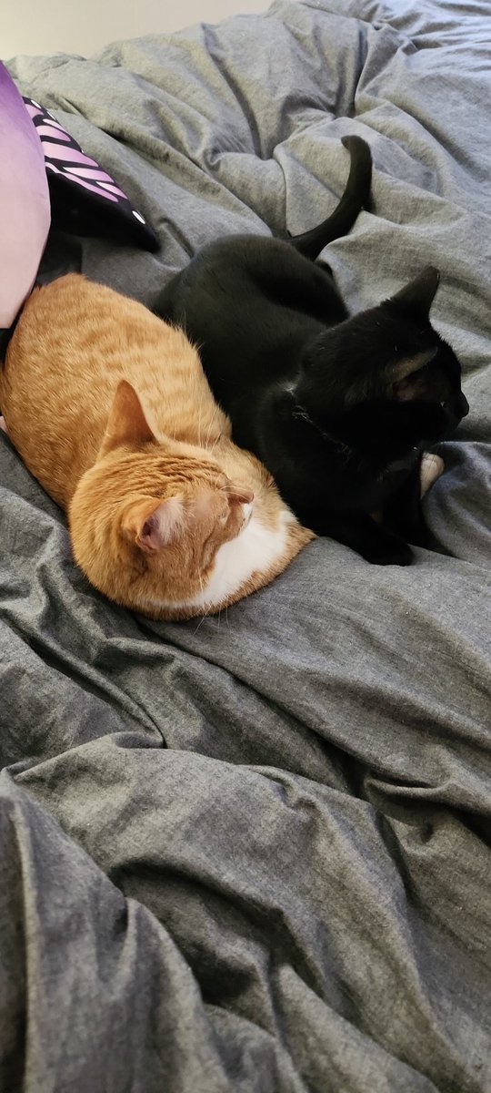 MightyMarysArt's tweet photo. Uhoh! Two baby! @JynxCat https://t.co/Nycx6TKZPb