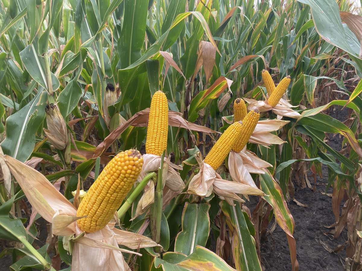 G91V51 is looking like a million bucks in the Red River Valley. <a href="/GldnHarvest/">Golden Harvest Seeds</a> #corn #itscorn