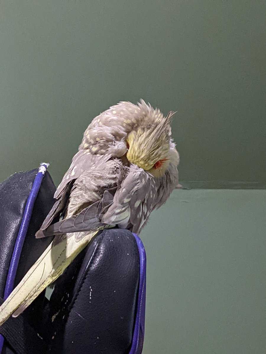 Having a doze on Themther's chair.