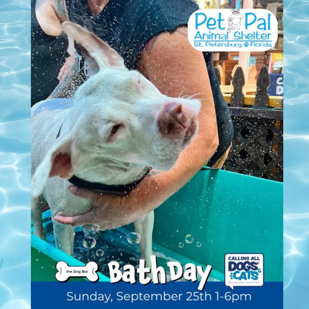 Pet Pal Shelter (@PetPalStPete) / Twitter Pet Pal Shelter (@PetPalStPete) / Twitter