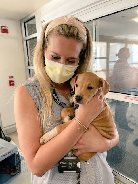 LaurenKoffman's tweet photo. What a great way to start the week- Adoptable #puppy event followed by some #simeducation @TempleHealth @templemedschool https://t.co/CJ2diDuktt
