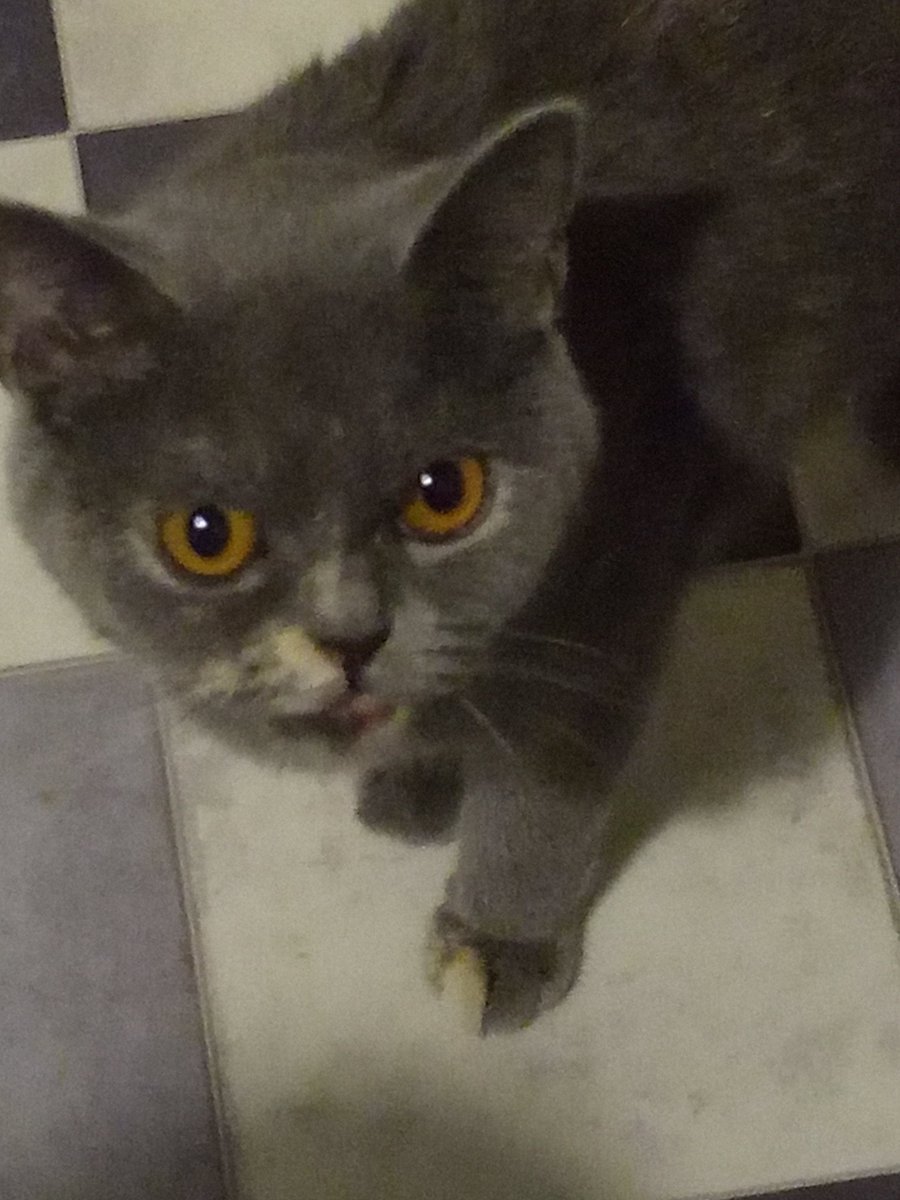 zephiscloud's tweet photo. meow meow https://t.co/LdOFavsFPZ