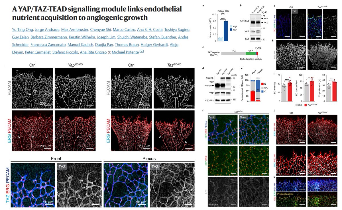 This time, TAZ has a leading role (vs #YAP), coupling #NutrientSensing with retinal #Angiogenesis🤠

⏫TEAD-dependent transcription of AA transporters SLC7A5, SLC1A5, etc-&gt;
⏫mTORC1 activity

Dr. Michael Potente lab <a href="/NatMetabolism/">Nature Metabolism</a> 2022 <a href="/potente_michael/">Michael Potente</a>
nature.com/articles/s4225…