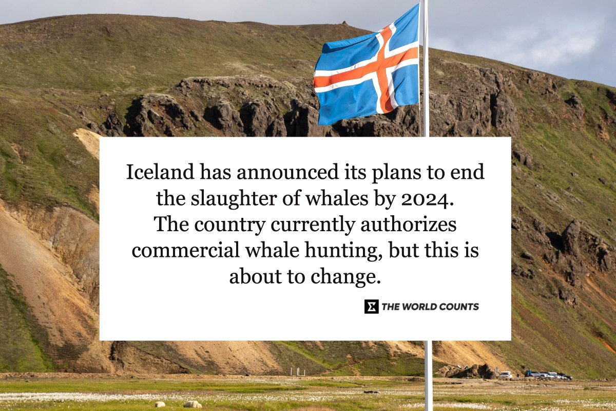 Good news. Iceland has announced that will not issue new commercial whale hunting permits after the ones already approved for 2023 expire. 

#theworldcounts #iceland #environment #savetheplanet #minkewhales #finwhales