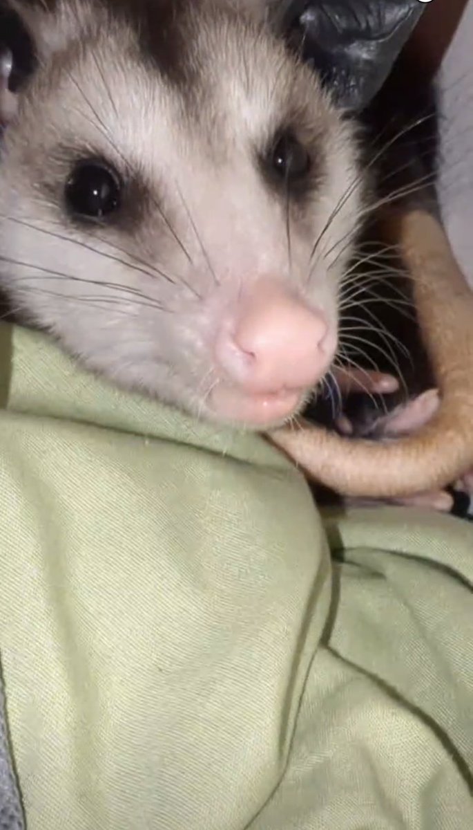Pj_possum's tweet photo. PJ is sleepy so he will be going home a little early today! https://t.co/UnJvlpuF7y
