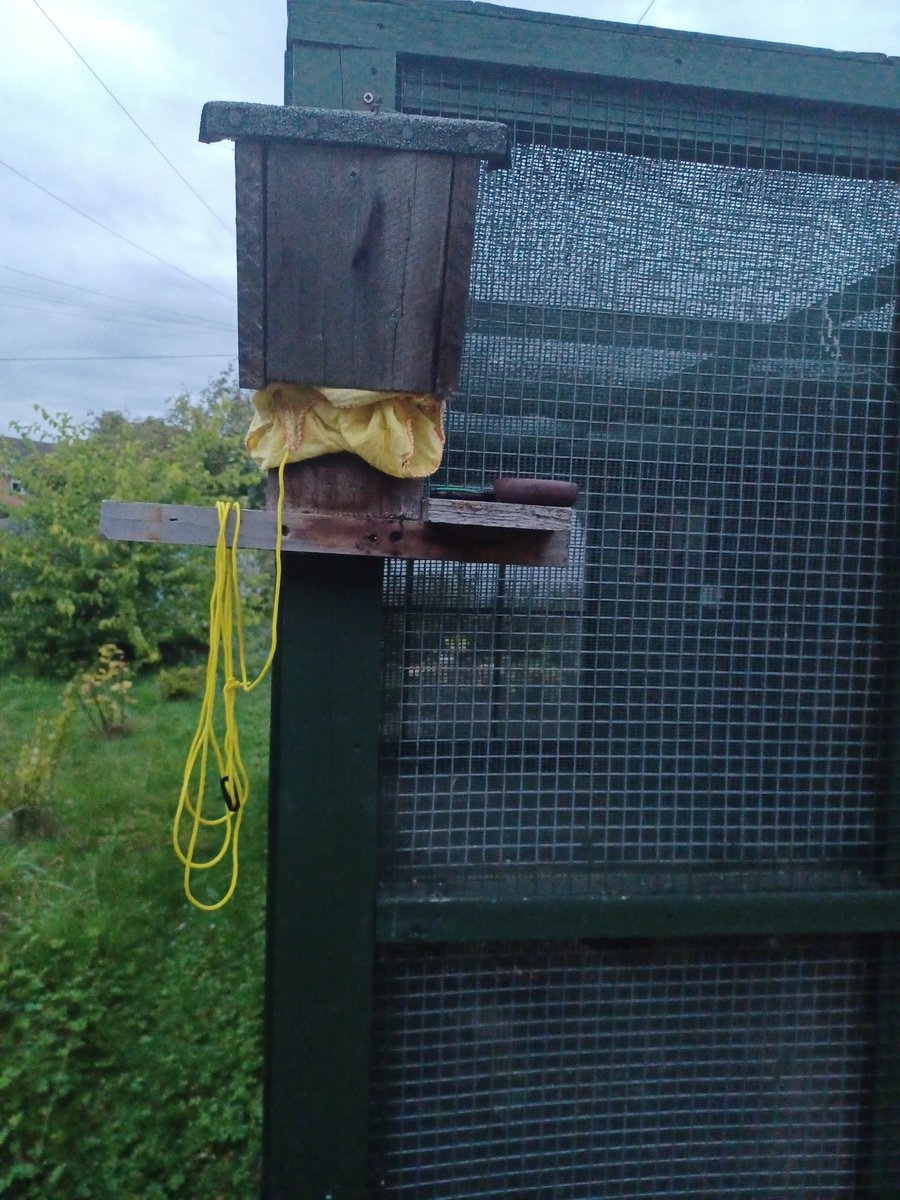 eveshambatcare's tweet photo. So it has been decided by @lizardschwartz & M of EBC that tonight is the night. Fly high and fast, feed well and plentiful. Make friends and #BeKind always. #BatCare #SoftRelease #BatCareNetwork #BCT #TheBaby #AllGrownUp #BatRelease #SmellyTeenageBoys #RescueRehab https://t.co/lJmigYIQWh
