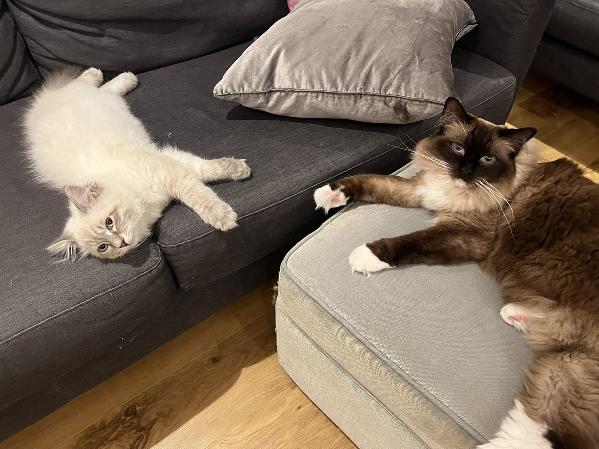 Jonathan Rial tweet media