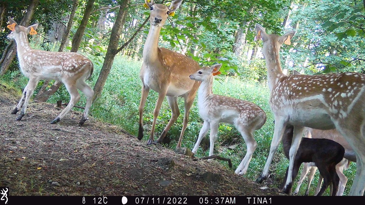 andrewoid97's tweet photo. I have just finished going through camera trap photos from the summer in the Phoenix Park, here are some of my favourites in a thread. Warning the last one is a bit graphic. https://t.co/aoSpP4Yf8L