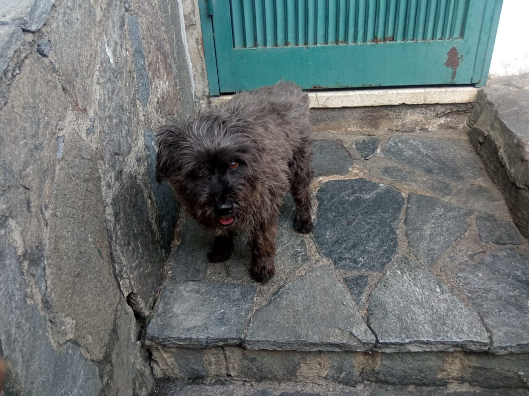 PerroUsuario's tweet photo. RT @maritesotelo: Rt por favor.
La historia de #NANO, un perrito victima del abandono, quien fue dejado en una puerta a sus 9 años o más con una lesión. Para info ☎️ 04129220798 su papá Cesar. Gracias de antemano para lograr la atención de este pequeño.
 https://t.co/MSwRvQpO6I
