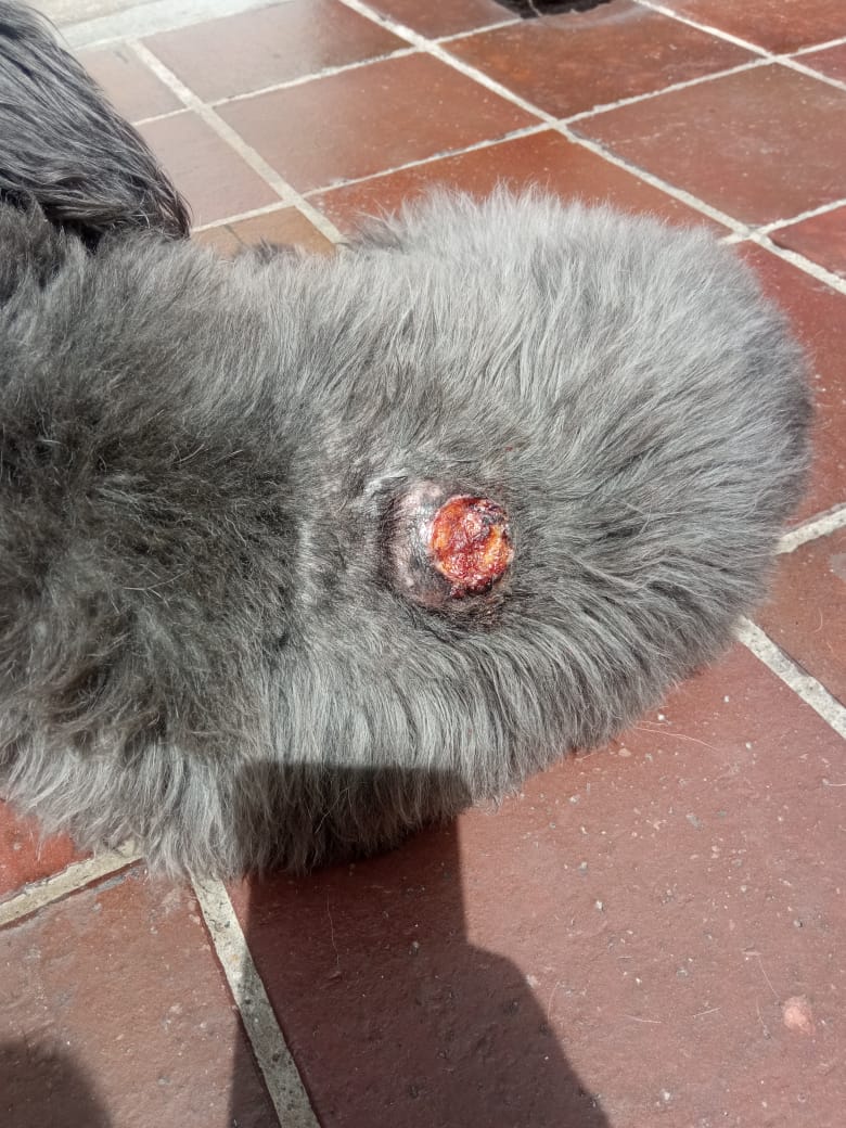PerroUsuario's tweet photo. RT @maritesotelo: Rt por favor.
La historia de #NANO, un perrito victima del abandono, quien fue dejado en una puerta a sus 9 años o más con una lesión. Para info ☎️ 04129220798 su papá Cesar. Gracias de antemano para lograr la atención de este pequeño.
 https://t.co/MSwRvQpO6I