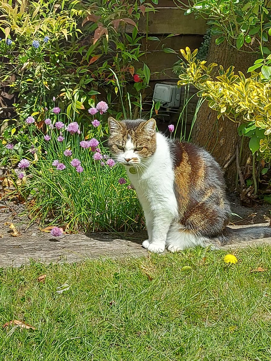 Goodbye Max the cat. You lit up my family's lives. We'll miss you.