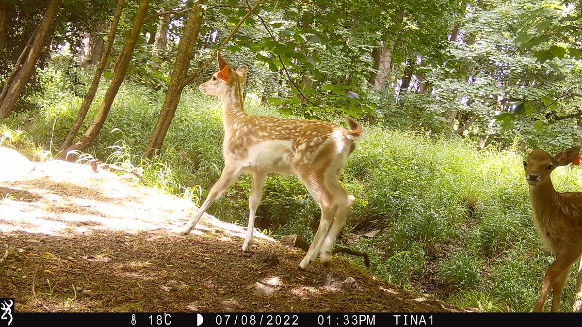 andrewoid97's tweet photo. I have just finished going through camera trap photos from the summer in the Phoenix Park, here are some of my favourites in a thread. Warning the last one is a bit graphic. https://t.co/aoSpP4Yf8L
