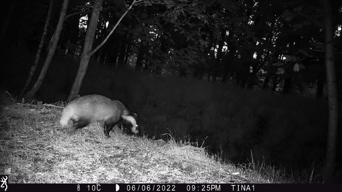 andrewoid97's tweet photo. I have just finished going through camera trap photos from the summer in the Phoenix Park, here are some of my favourites in a thread. Warning the last one is a bit graphic. https://t.co/aoSpP4Yf8L