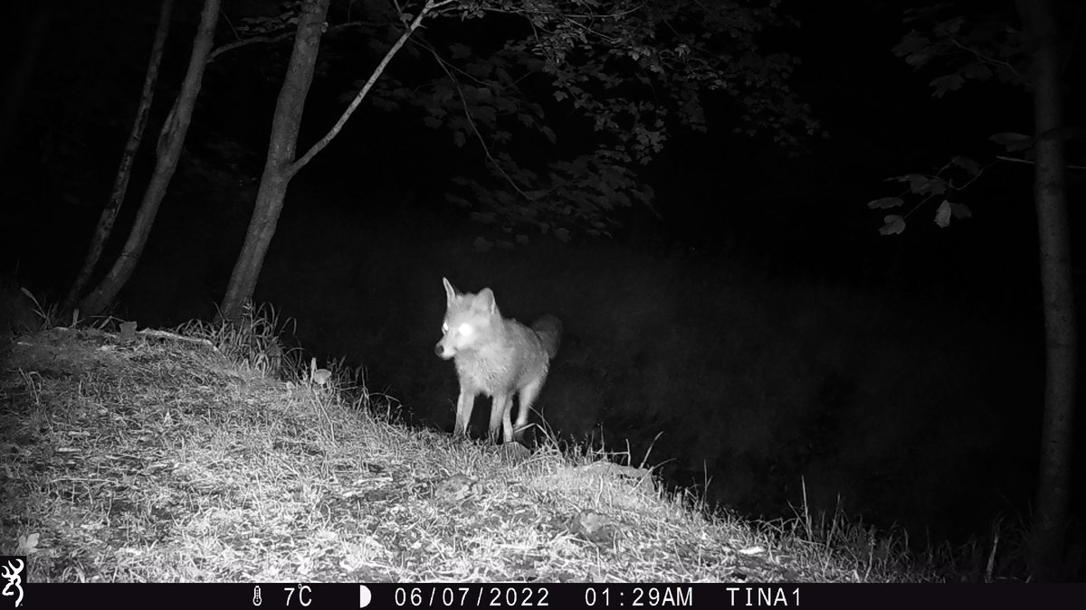 andrewoid97's tweet photo. I have just finished going through camera trap photos from the summer in the Phoenix Park, here are some of my favourites in a thread. Warning the last one is a bit graphic. https://t.co/aoSpP4Yf8L